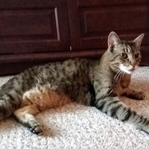 Fundraising Page: Stephanie Piacente